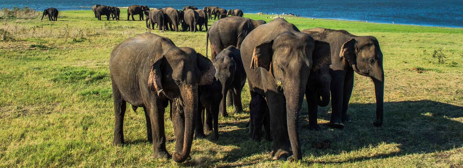 Minneriya National Park